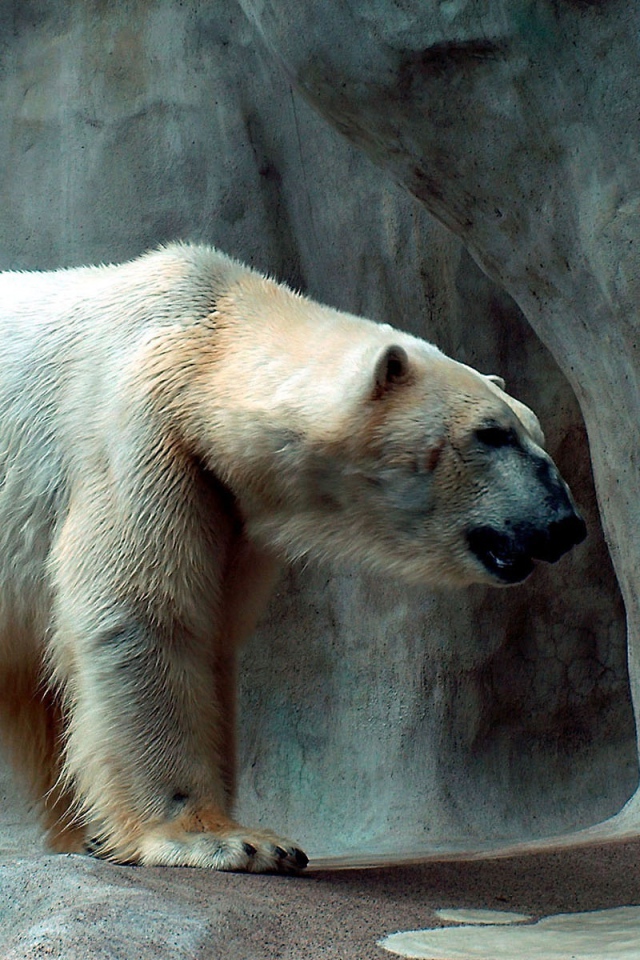 Полярный медведь