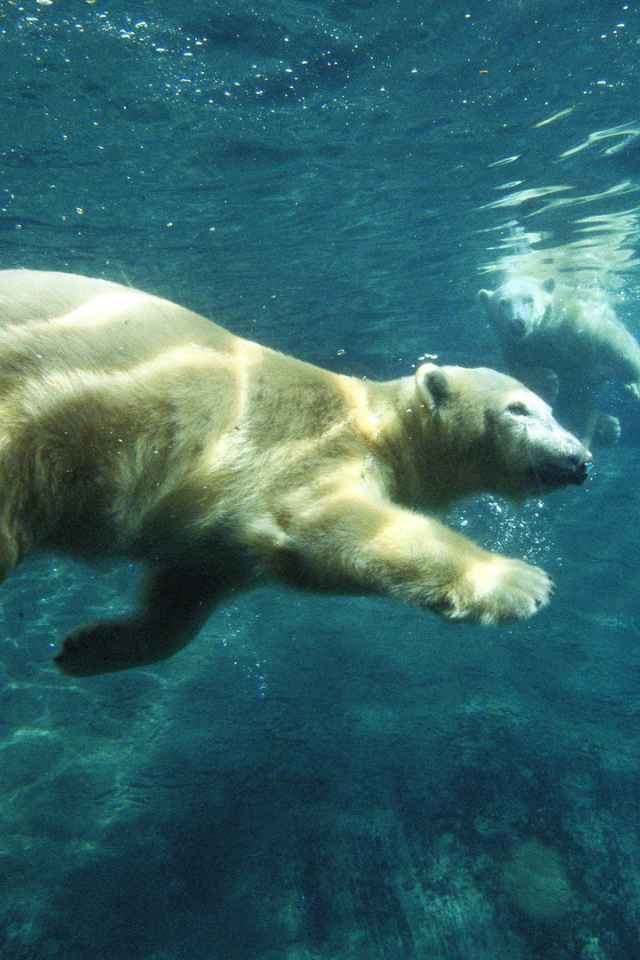 Белый медведь плывет под водой