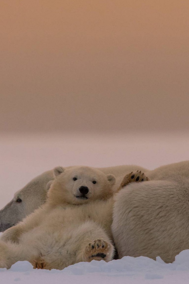 Белые медведи на снегу