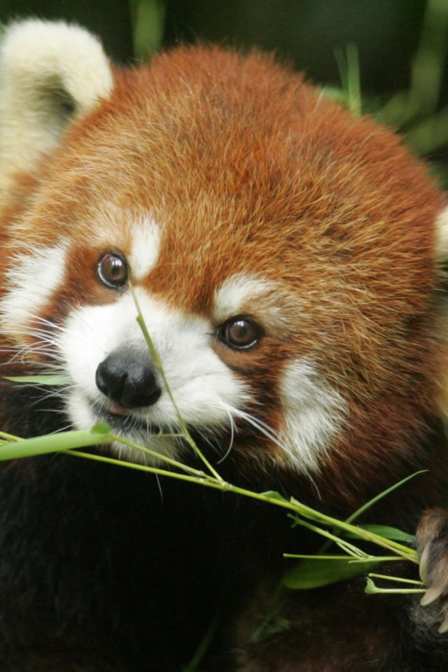 Рыжая панда