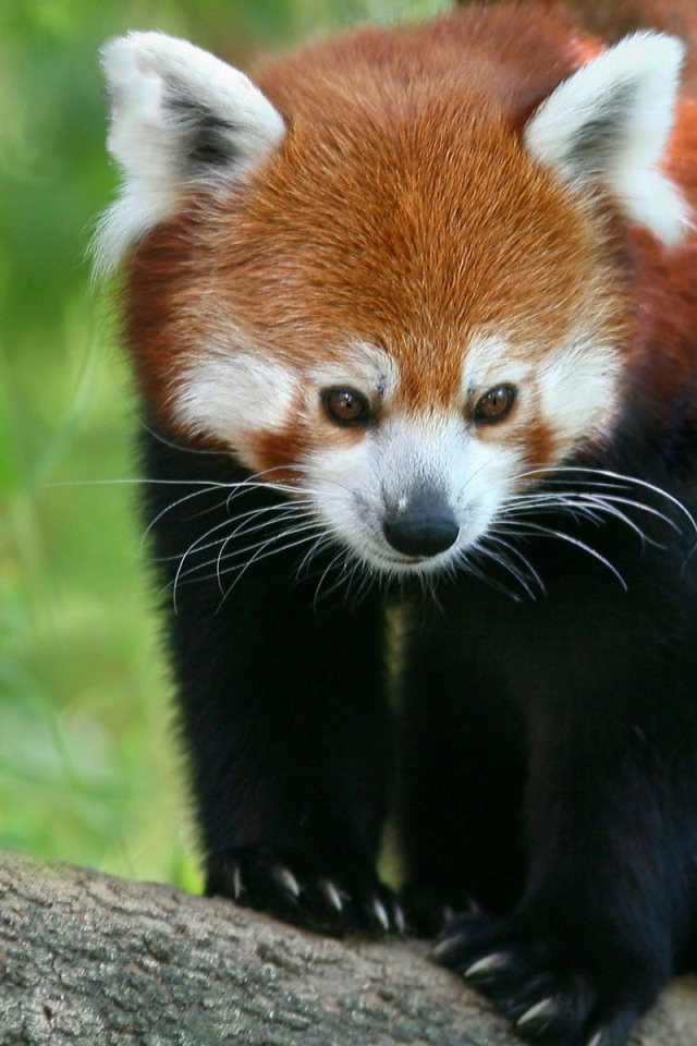 Красная панда