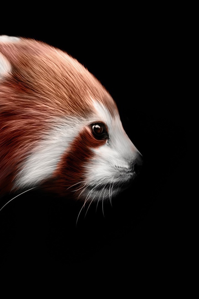 Красная панда на черном фоне