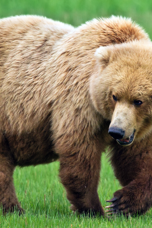 Медведь идет по траве