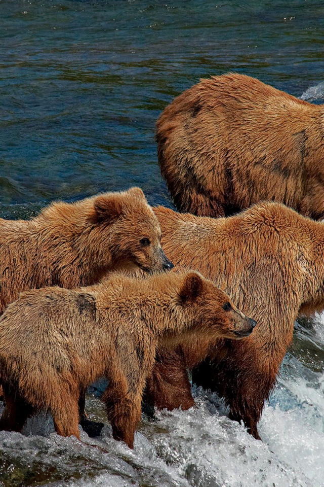 Семья медведей на рыбалке