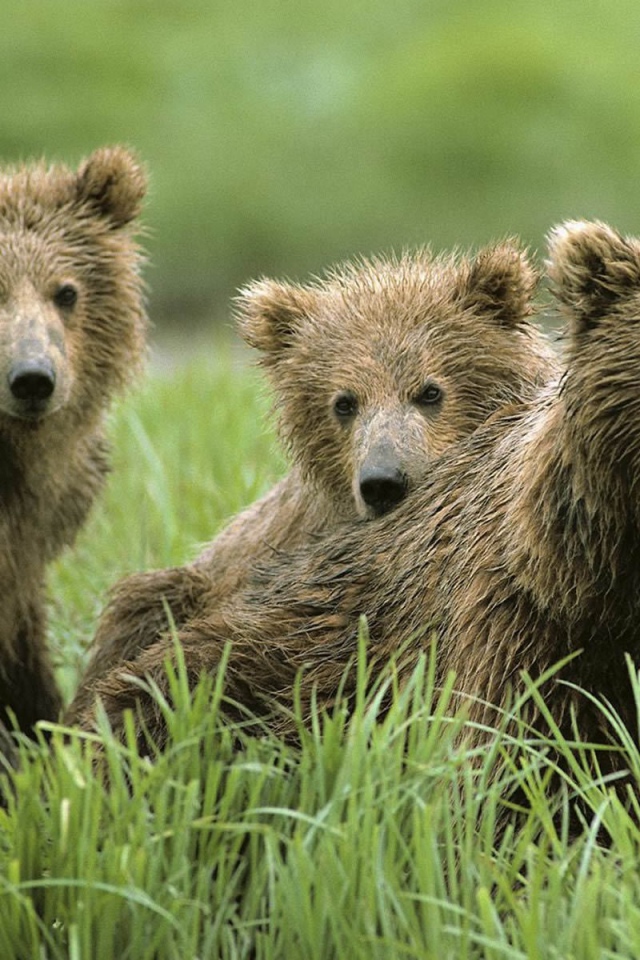 Семья бурых медведей