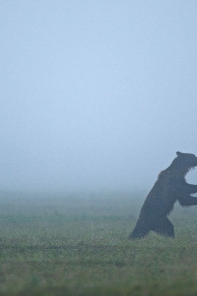 Встреча медведей