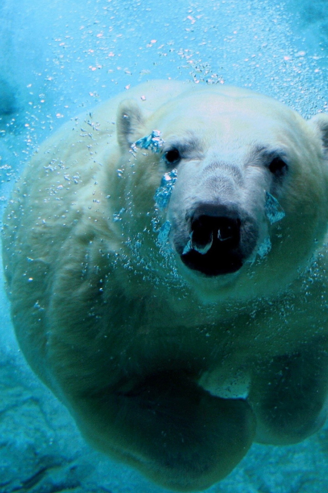 Белый медведь под водой