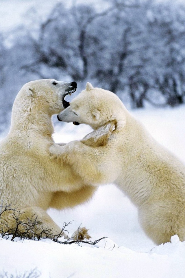 Борьба белых медведей