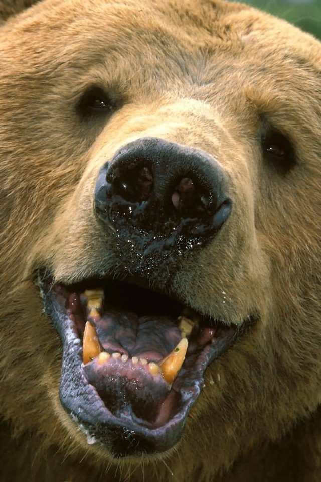 Взгляд медведя