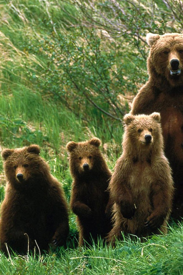 Семья медведей на задних лапах
