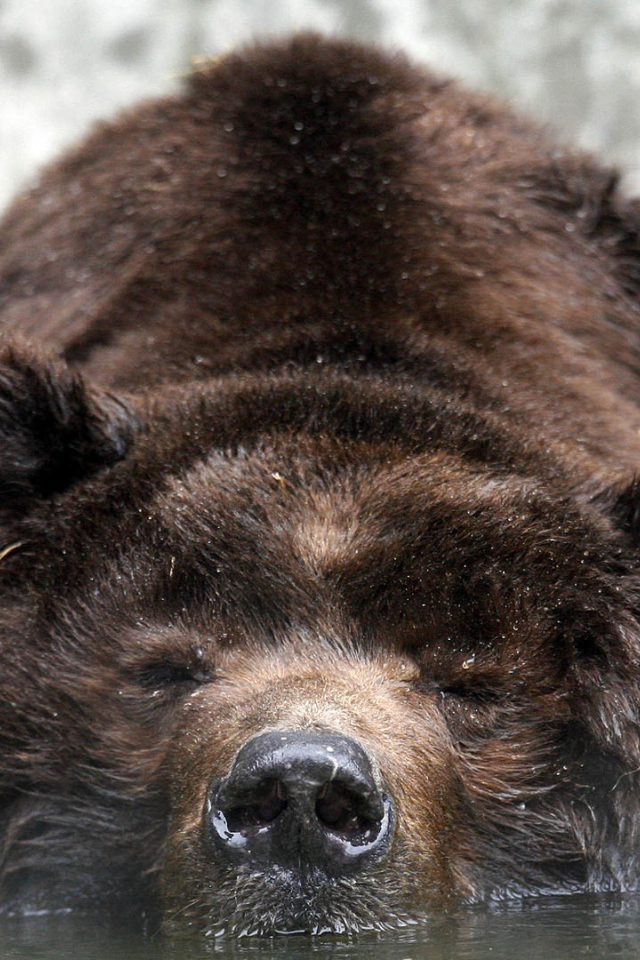 Медведь лежит в воде