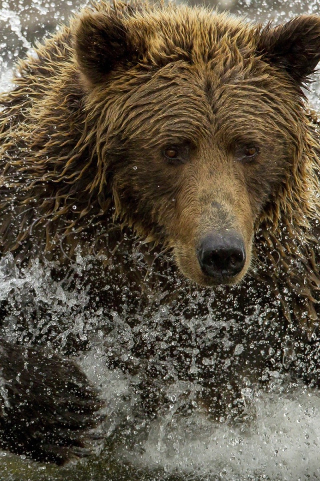 Медведь ловит рыбу