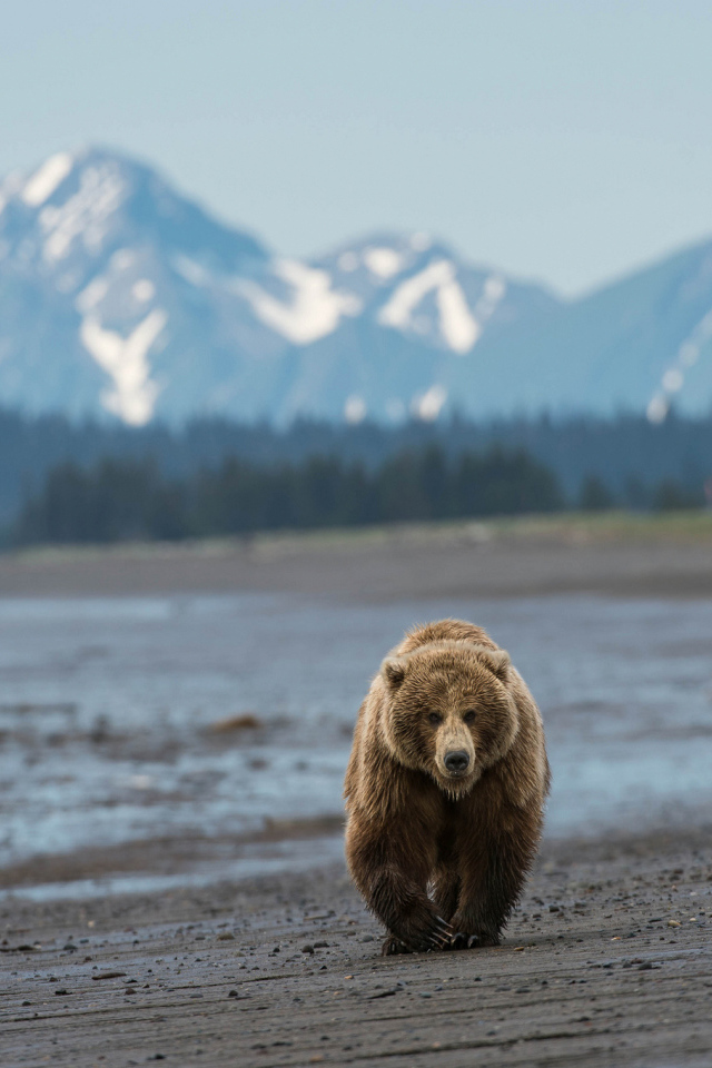 Медведь идет по пляжу