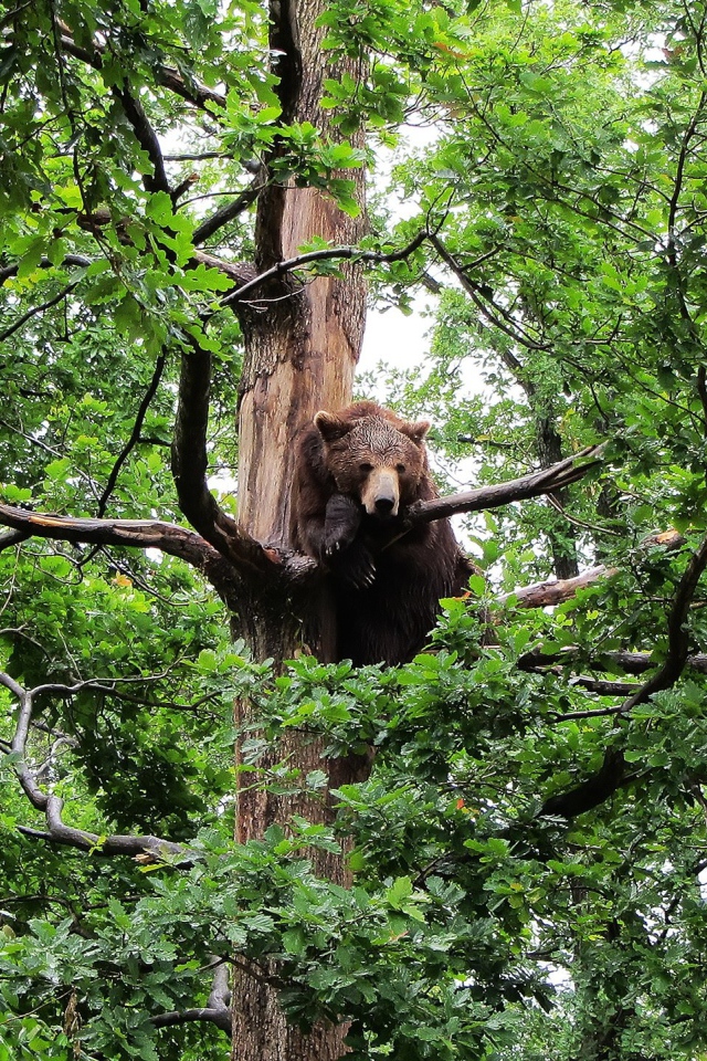 Медведь сидит на дереве