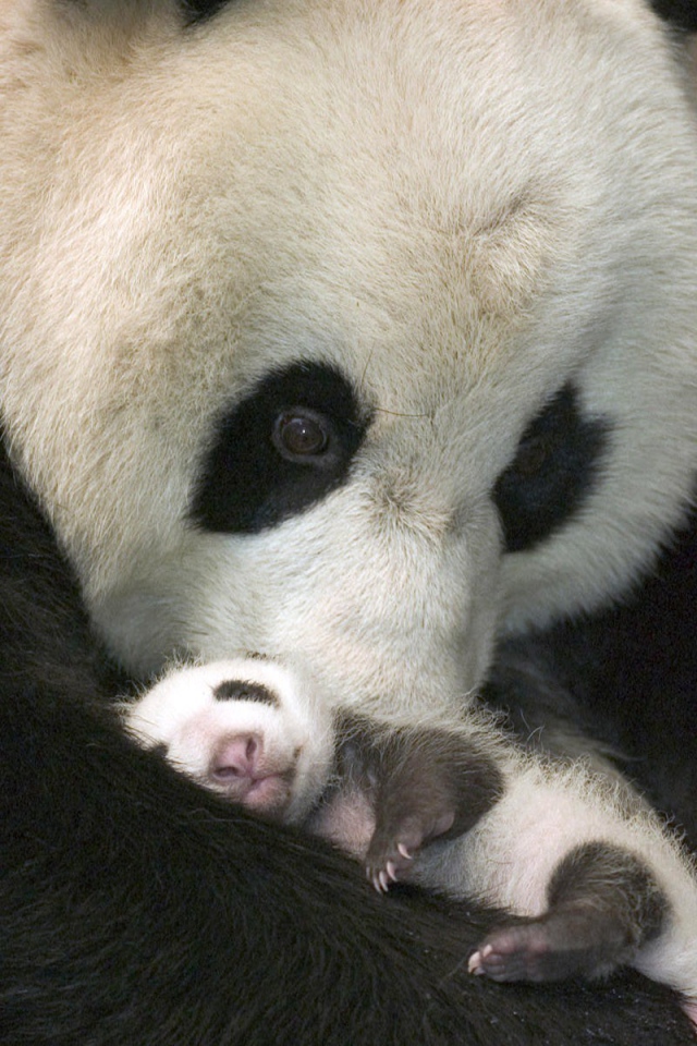 Панда с детенышем