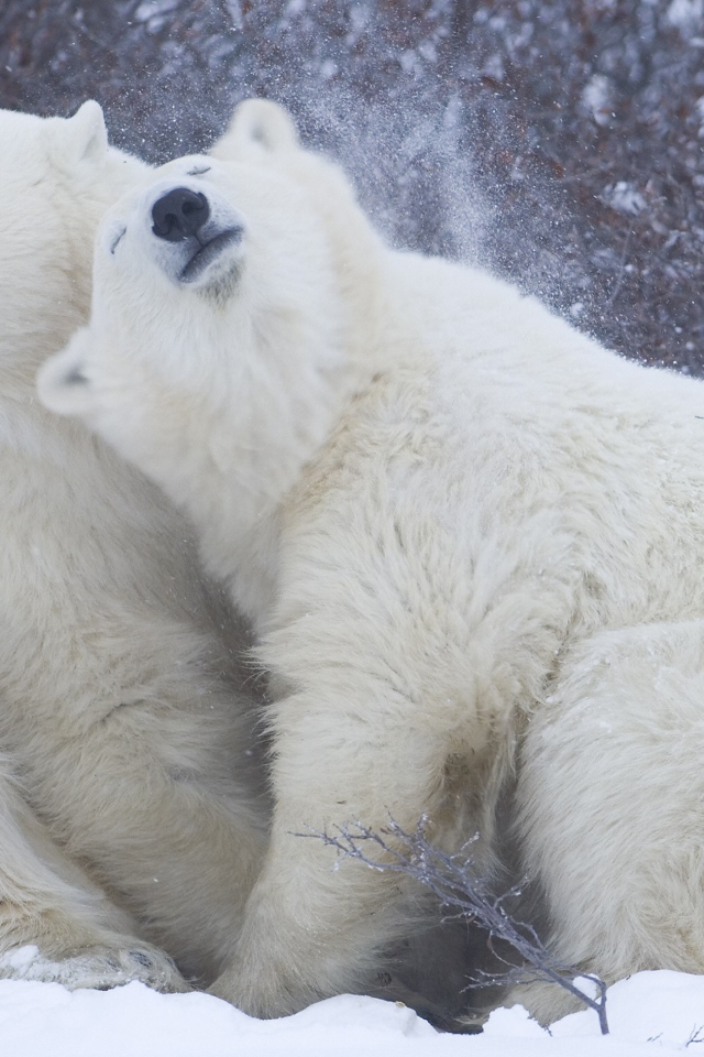 Белые медведи на снегу