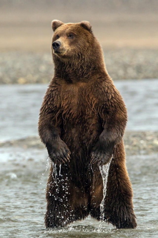 Медведь стоит в воде