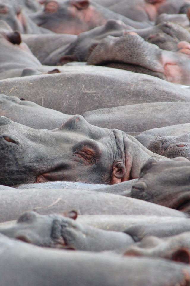Стадо бегемотов