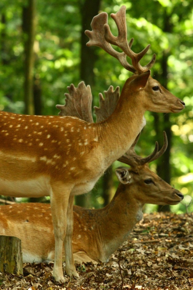 Олени в лесу