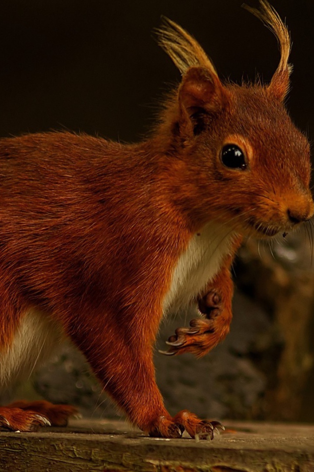 Забавная белка