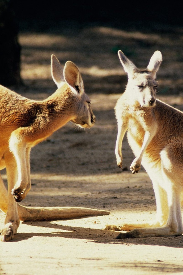 Австралийские кенгуру