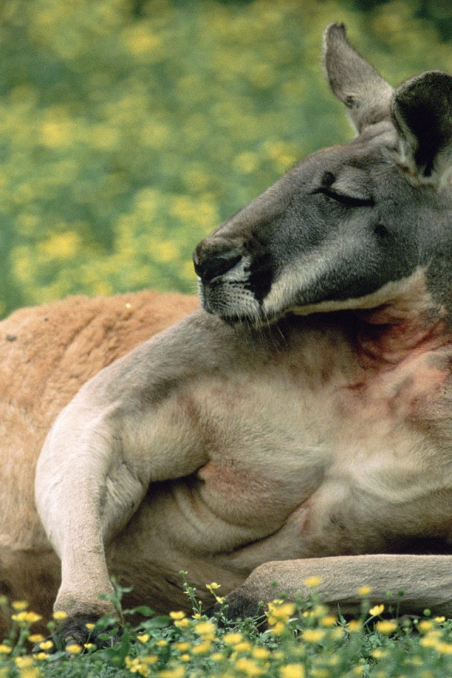 Кенгуру отдыхает на траве