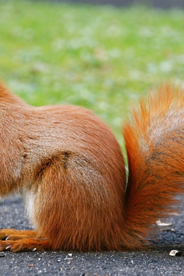 Оранжевая белочка