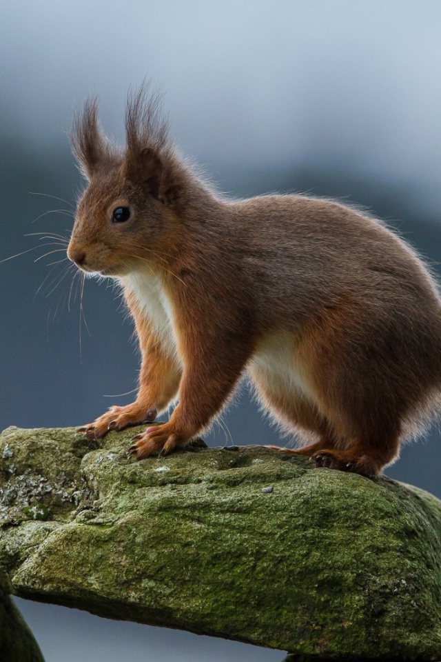Белка на камне