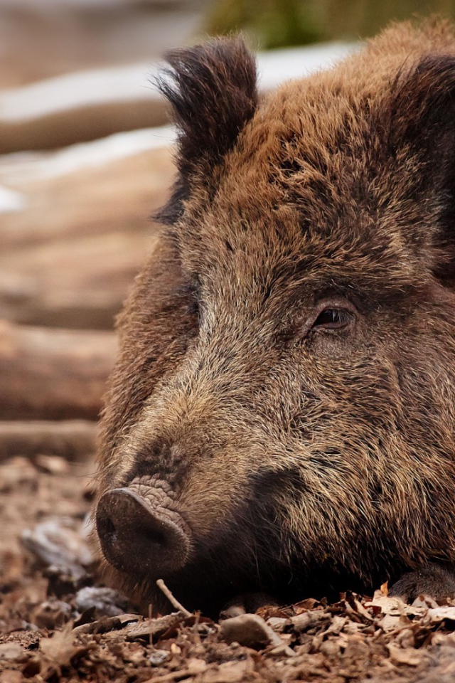 Дикий кабан