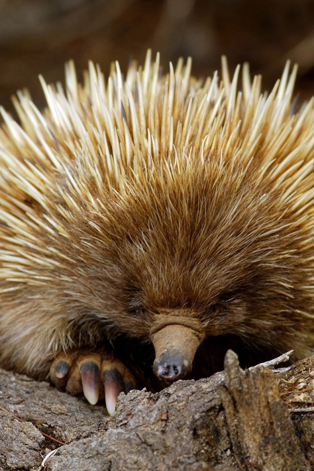 Ехидна из южной Австралии