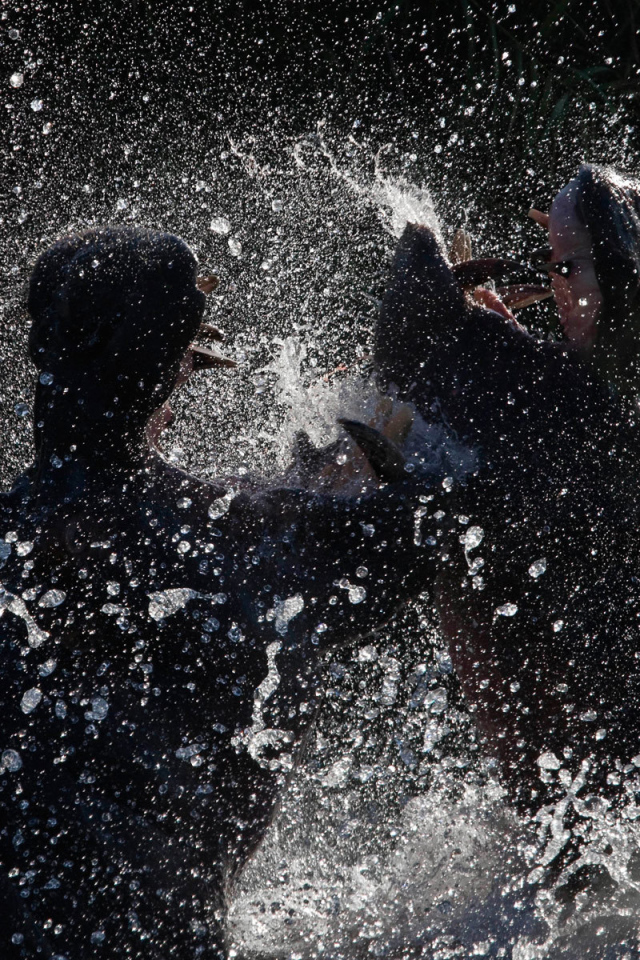 Битва бегемотов