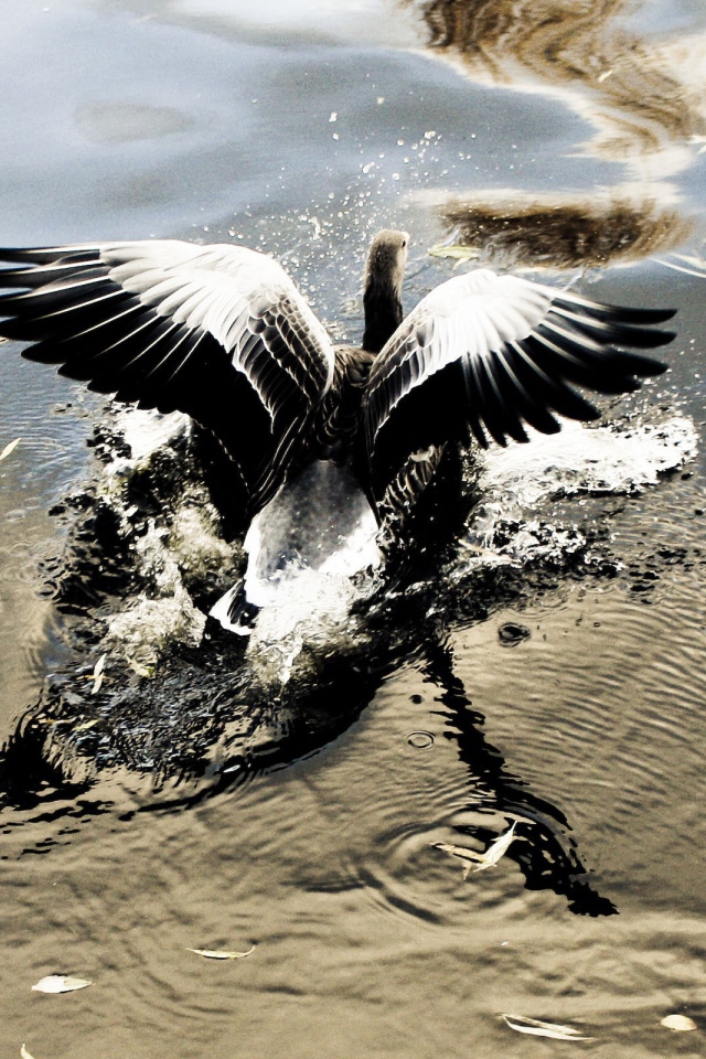 Птица взлетает с воды