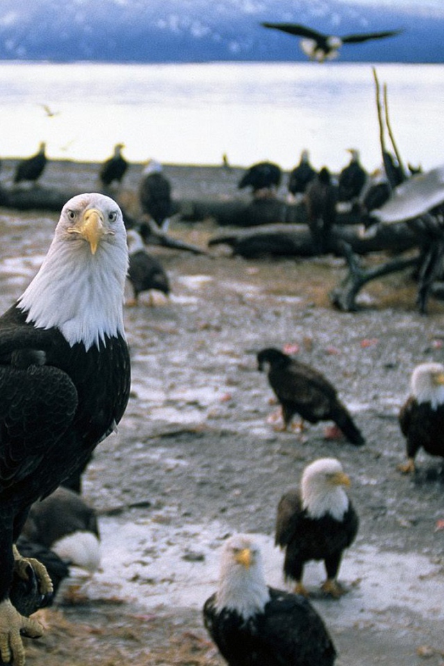 Стая белоголовых орлов