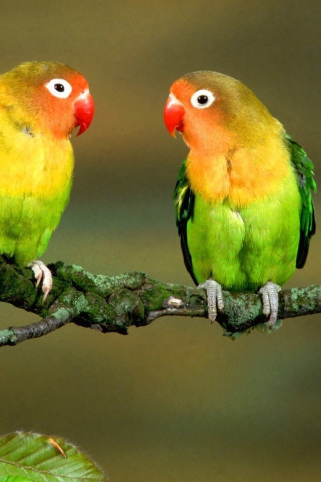 Пара попугаев на ветке