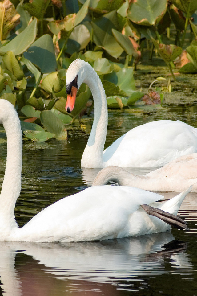 A pair of swans on the River