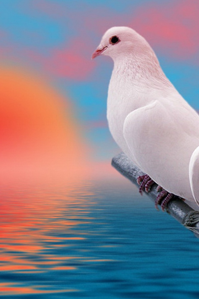 Пара белых голубей