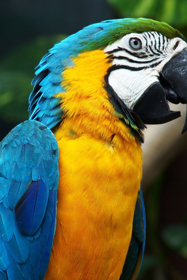 Красивый попугай