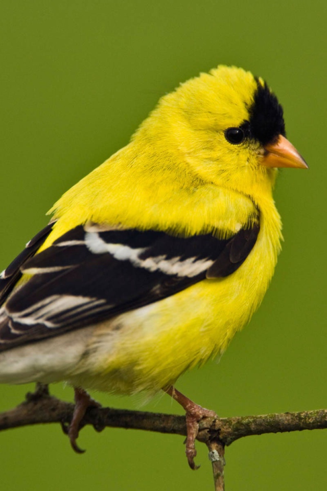 Американский щегол