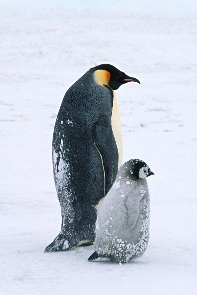Жизнь арктических пингвинов