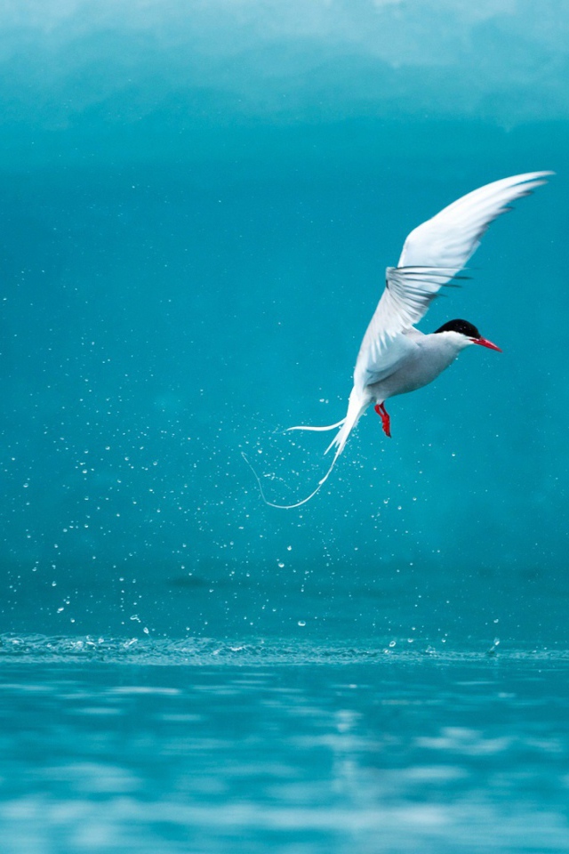 Полярная крачка