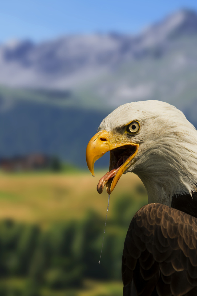 Белоголовый орлан на фоне гор