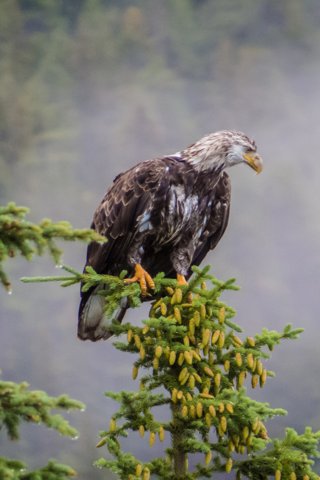 Белоголовый орлан на дереве