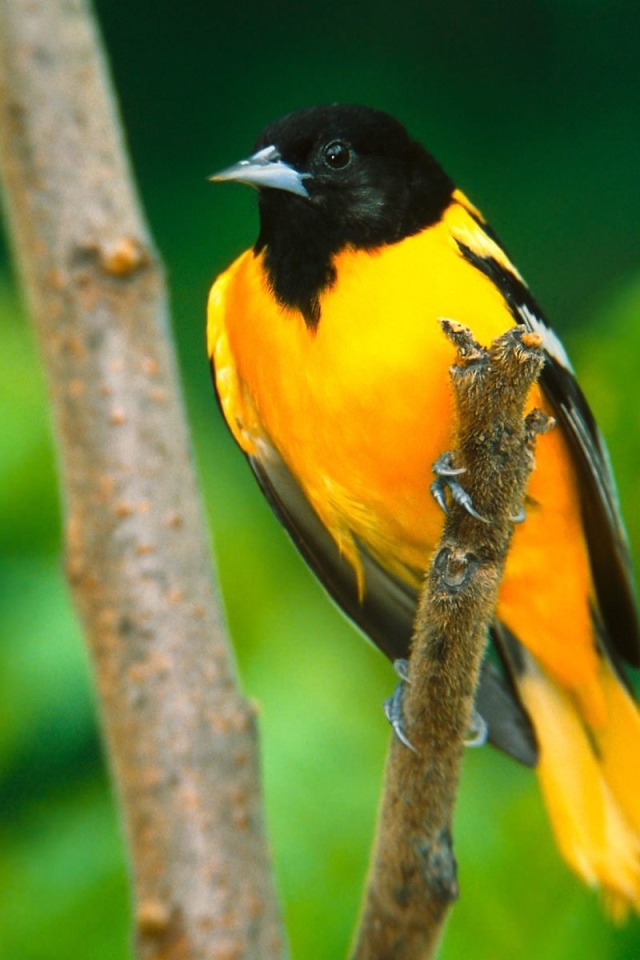 Иволга в Балтиморе