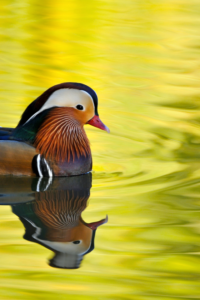 Красивая утка Мандаринка