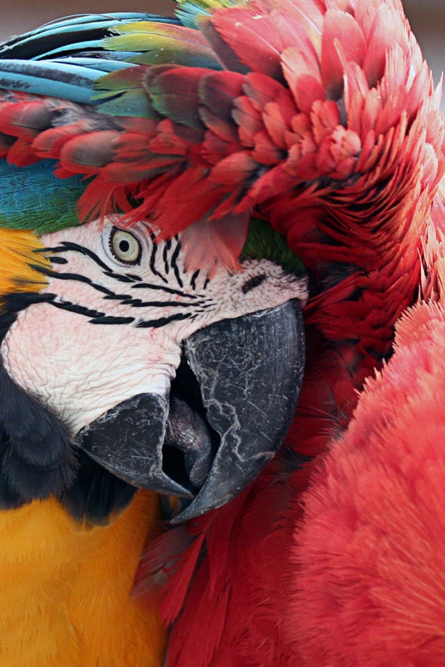 Лучшие друзья