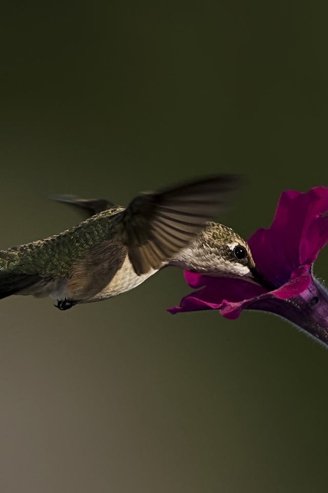 Птица колибри у цветка