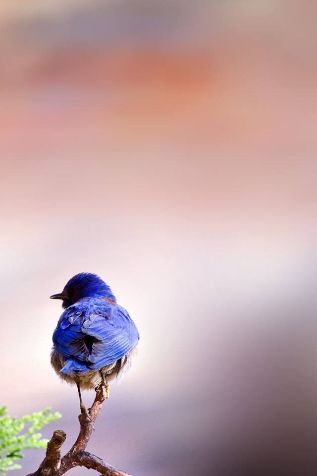 Птичка и змея