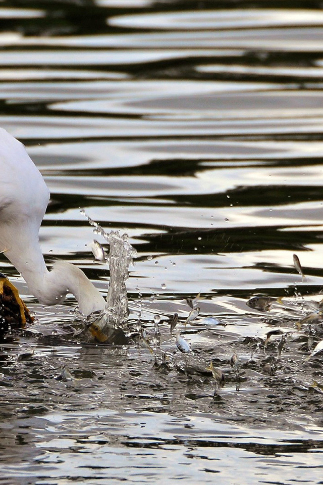Птица ловит рыбу