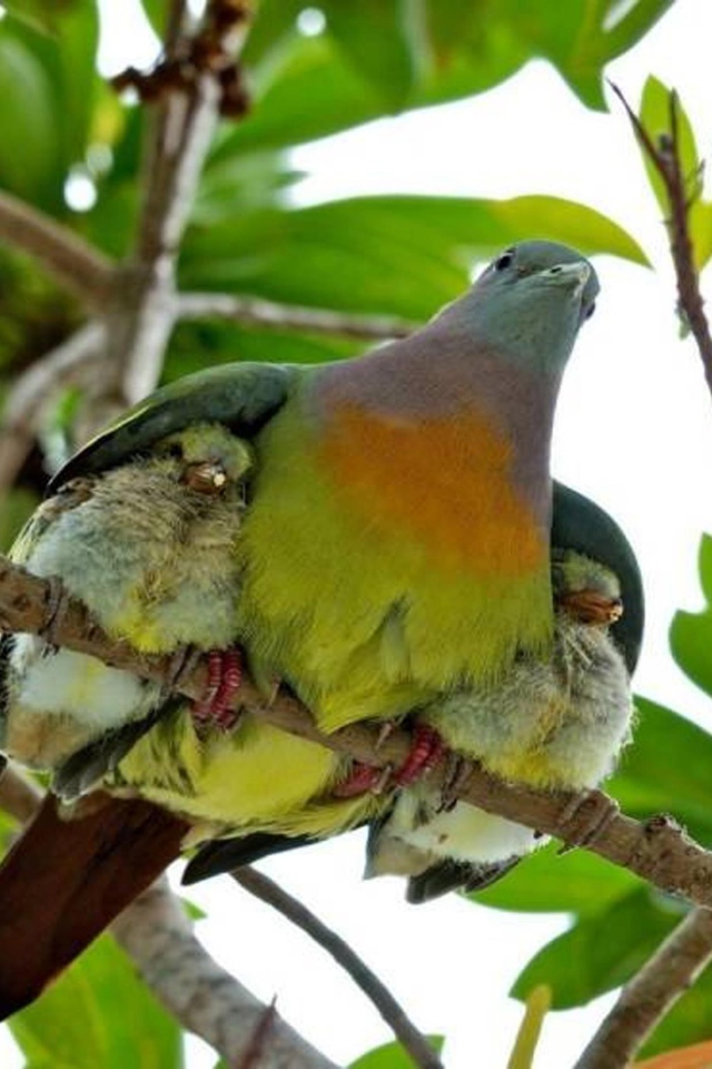 Птица прикрыла птенцов