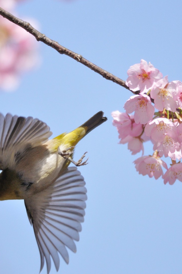 Птица у цветов